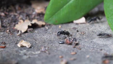 Close-up-of-large-ants-moving-on-stone-floor-panning-left-to-right