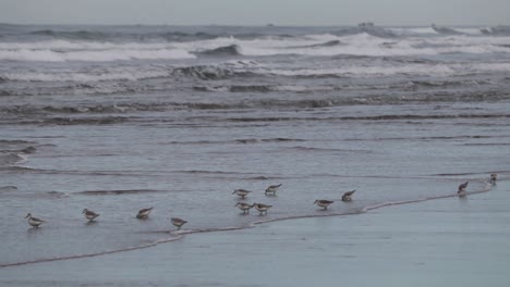 Sandpiper's-on-the-beach-feeding-in-the-surf