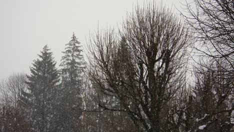 Lapso-De-Tiempo-De-Nieve-Cayendo-En-Un-Bosque-En-Los-Alpes-Franceses-En-Invierno