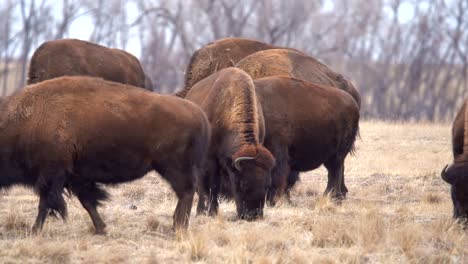 Herde-Amerikanischer-Bisons-Im-Rocky-Mountain-Arsenal-National-Wildlife-Refuge