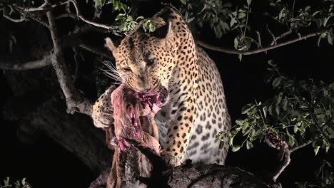 Leopard-feeding-in-tree-at-night-in-the-wild