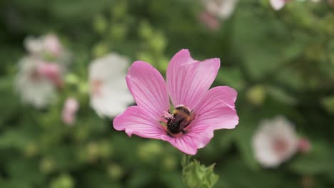 Hummel-Sammelt-Pollen-Von-Hibiskusblüten