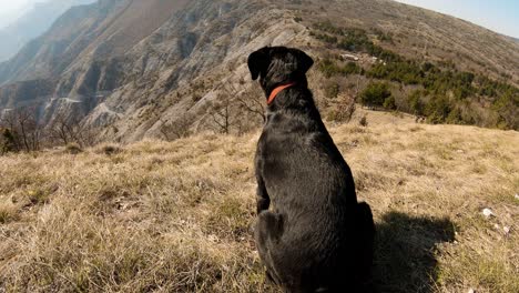 Black-labrador-dog-sitting-on-a-mountain-with-beautiful-canyon-lake-on-the-background