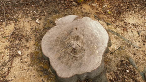 Slow-pull-out-shot-of-a-tree-stump-of-a-tree-that-has-been-cut-down