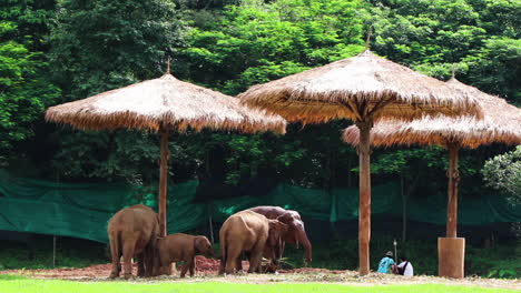 Family-of-elephants-standing-under-a-grass-hut-hanging-out-in-a-field-in-slow-motion