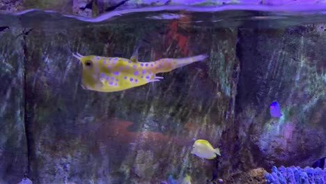 Leuchtend-Gelber-Kuhfisch-Mit-Violetten-Flecken,-Der-Nahe-Der-Oberfläche-Im-Meeresleben-Aquarium-Des-Legoland-Themenparks-Schwimmt