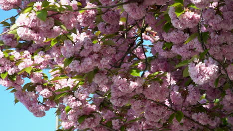 Zeitlupe-Einer-Kirschblüte,-Die-Gerade-Im-Frühling-Blühte,-Windwind-Durch-Die-Rosa-Blütenblätter
