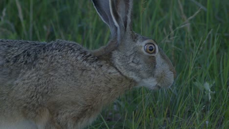 Wild-hare-running-and-eating-on-the-road-slow-motion-with-big-eyes