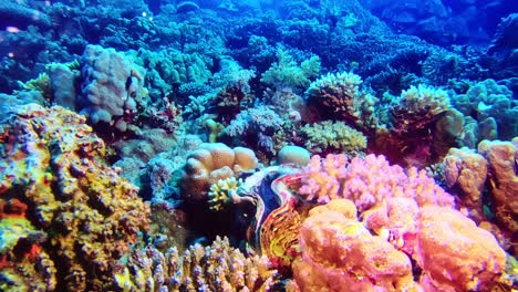 Colorful-and-magnificent-hard-and-soft-corals