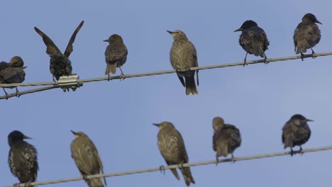 Common-starlings-sitting-on-the-wires-slow-motion