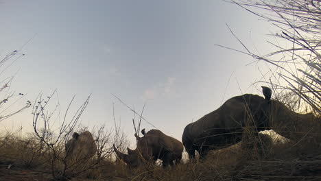 El-Pastoreo-De-Rinocerontes-Blancos-Del-Sur-Pasó-Por-Una-Cámara-Terrestre-Oculta-Al-Atardecer-En-El-Desierto-Del-Parque-Greater-Kruger