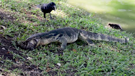Lizard-Waran-in-Bangkoks-Lumphini-Park-eating-a-lage-bird-in-once,-Bangkok,-Thailand
