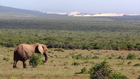 Elefante-Africano,-Elefante-Toro-Abre-Llanuras-De-Sabana