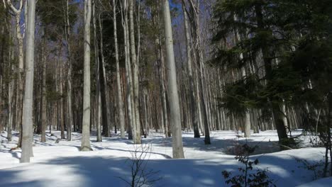 Verschneiter-Wald