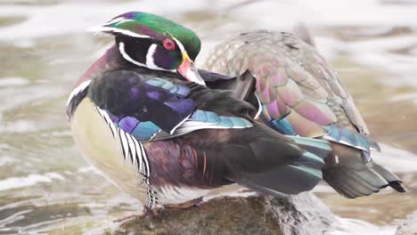 A-pair-of-colourful-Wood-Ducks-preen-and-rest-on-a-rock-by-the-water