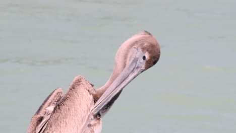 Brown-Pelican-grooming-feathers