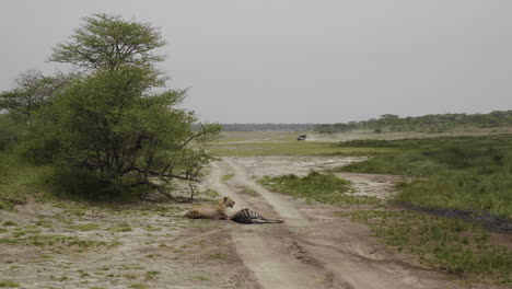 Female-lioness-lays-next-to-just-caught-zebra,-Serengeti-National-Park,-Tanzania
