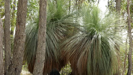 Grasbaum-Mit-Stacheligen-Blattformationen,-Umgeben-Von-Einheimischen-Australischen-Eukalyptusbäumen