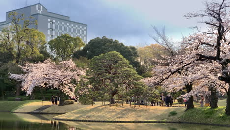 Sonnenuntergang-Hinter-Kirschblütenbäumen-Am-See-Des-Botanischen-Gartens-Koishikawa