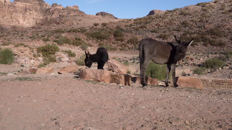 Two-Mules-Searching-for-Grass-in-the-Sand-Near-the-Hill-in-the-City-of-Petra