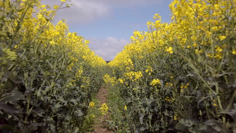Slow-Motion-Dolly-Shot-of-Rapeseed-Flowers-in-a-Field-Along-Tractor-Tracks