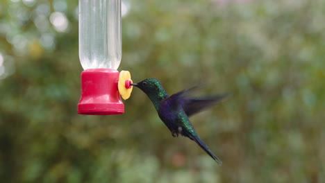 Kolibri-Ernährt-Sich-Von-Einem-Futterhäuschen-In-Mindo-Ecuador-Gärten