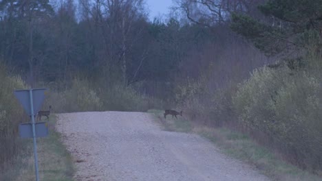 Two-European-roe-deer-crossing-gravel-road-in-the-evening,-medium-shot-from-the-distance