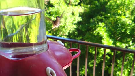 In-a-backyard-in-the-suburbs,-A-tiny-humming-bird-with-brown-feathers-sits-at-a-bird-feeder-in-slow-motion-and-eventually-flies-away