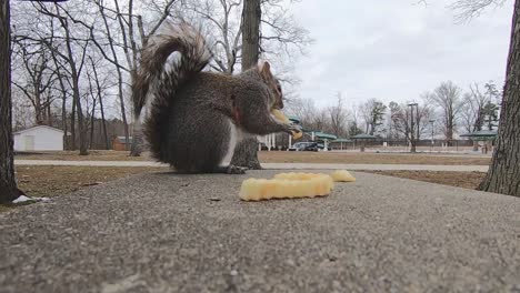 Grey-squirrel-in-a-city-park-finishes-a-french-fry-and-then-picks-up-a-different-one-and-begins-to-eat-it-after-jumping-onto-a-park-bench-in-slow-motion