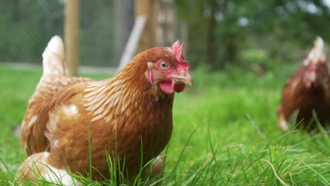 Free-range-chicken-on-grass-and-curiously-looking-at-camera
