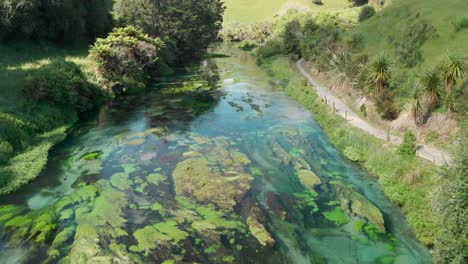 Flying-over-Blue-Spring-Putaruru-fresh-water-stream-in-New-Zealand