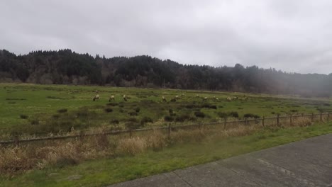 Driving-by-Elk-in-the-Dean-Creek-Elk-Viewing-Area-in-Oregon
