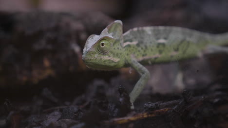 A-Veiled-Chameleon--walking-in-its-terrarium