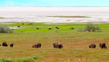 A-herd-of-buffalo-or-bison-run-around-in-a-meadow-with-their-kids-in-the-springtime