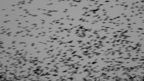 Bird-of-prey-hunting-starlings-as-they-gather-together-in-a-huge-flock-before-they-go-to-roost-for-the-night