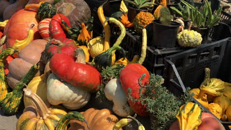 Different-kinds-of-pumpkin-for-Halloween-on-a-street-market