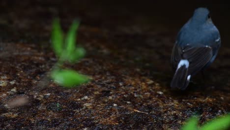 Dieser-Weibliche-Rotschwänzchen-Ist-Nicht-So-Farbenfroh-Wie-Das-Männchen,-Aber-Sicher-So-Flauschig-Wie-Ein-Knäuel-Eines-Niedlichen-Vogels