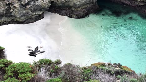 Seehunde-Ruhen-Auf-Dem-Sand-Am-China-Cove-Im-Naturschutzgebiet-Point-Lobos