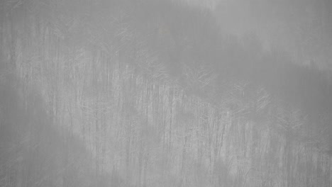 Nevando-Sobre-árboles-Con-Un-Bosque-En-El-Fondo,-Filmado-Desde-Un-Lugar-Distante,-Video-De-Gran-Zoom,-Día-De-Invierno