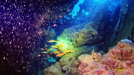 Gelber-Fisch-Zwischen-Unterwasserfelsen-Des-Korallenriffs