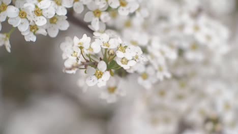 Zarte-Kleine-Blumen-In-Nahaufnahme-Mit-Selektivem-Fokus
