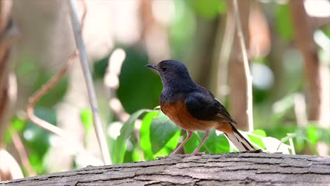 The-White-rumped-Shama-is-one-of-the-most-common-birds-in-Thailand-and-can-be-readily-seen-at-city-parks,-farm-lands,-wooded-areas,-and-the-national-parks