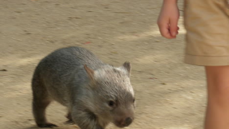 Adorable-joey-wombat-chases-after-a-caucasian-boy