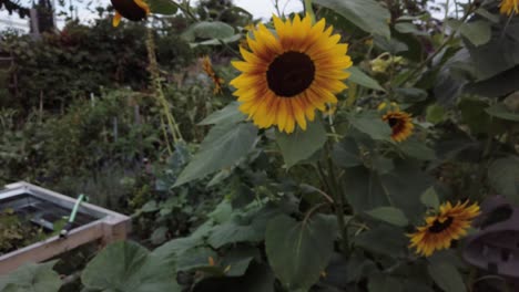 Sonnenblumen-In-Voller-Blüte-Im-örtlichen-Gemeinschaftsgarten-In-Einer-Wohngegend
