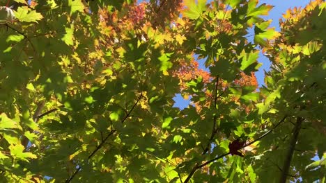 Herbstlaub-Naturvideo-In-HD