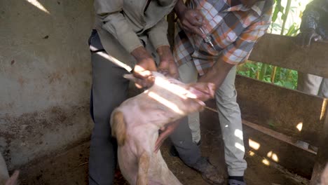 African-man-holds-a-pig-by-its-ears-while-it-thrashes-around-while-another-African-man-attempts-to-inject-the-pig-in-a-wooden-pig-pen