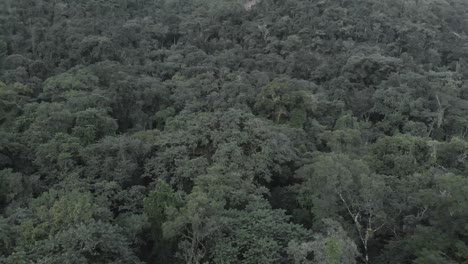 Mirar-De-Cerca-La-Densa-Selva-Tropical