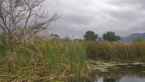 Reeds-on-farm-dam-swaying-in-the-wind,-cloudy-weather,-static-shot