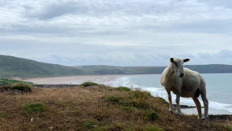 Sheep-Looking-at-Passing-Dog-with-a-Large-Sandy-Beach-in-the-Background