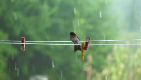 Bird-on-a-wire-fighting-the-wind-in-rain,-forest-4
